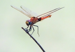Urothemis assignata