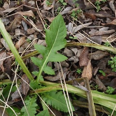 Cirsium rivulare