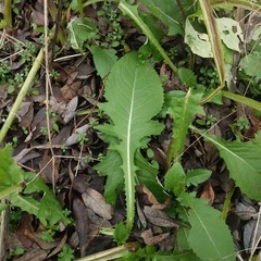 Cirsium rivulare