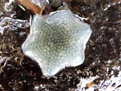 Patiriella regularis