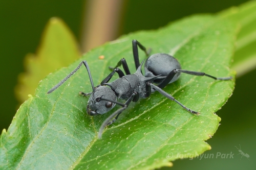 强多刺蚁Polyrhachis fortis