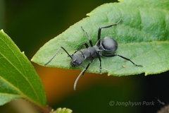 Polyrhachis fortis