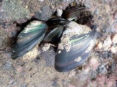 Perna canaliculus