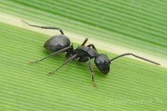 Polyrhachis halidayi