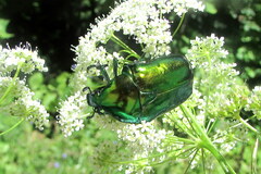 Protaetia speciosissima
