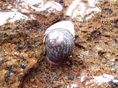 Micrelenchus tessellatus