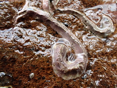 Spirobranchus cariniferus