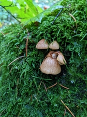 Crepidotus calolepis