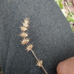 Leonurus quinquelobatus