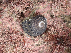 Pagurus novizealandiae