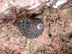 Pagurus novizealandiae