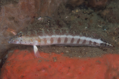 Parapercis xanthozona