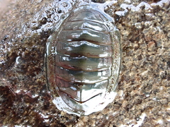 Chiton glaucus