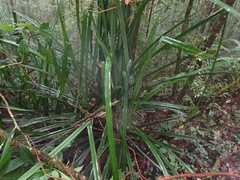 Pandanus kinabaluensis