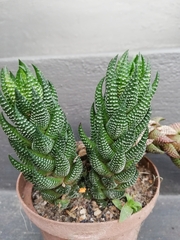 Haworthiopsis