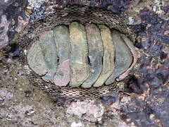 Sypharochiton pelliserpentis