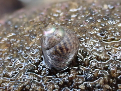 Micrelenchus tessellatus