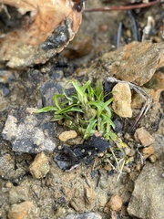 Hydrolea ovata