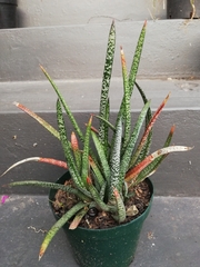 Gasteria