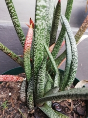 Gasteria