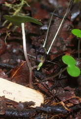 Corybas trilobus
