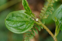 Hackelia latifolia