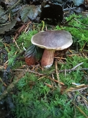 Xerocomellus zelleri