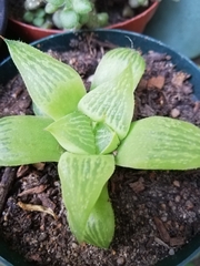Haworthia
