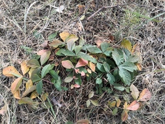 Potentilla fragarioides