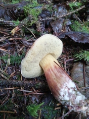 Xerocomellus zelleri