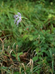 Dianthus superbus