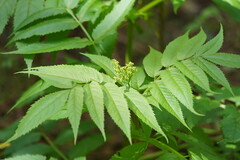 Sambucus gaudichaudiana