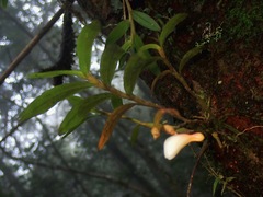 Dendrobium