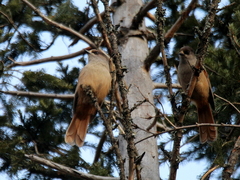 Perisoreus infaustus