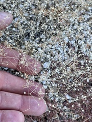 Hypertelis umbellata