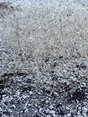 Hypertelis umbellata