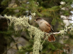 Perisoreus infaustus