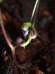 Corybas trilobus