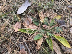 Viola gmeliniana