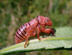 Cicadetta montana