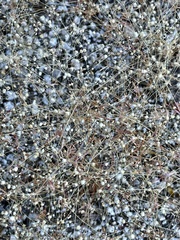 Hypertelis umbellata