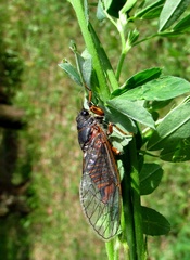 Cicadetta montana