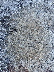 Hypertelis umbellata