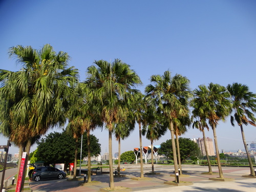Livistona chinensis