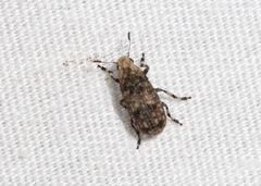Euparius marmoreus