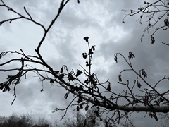 Alnus incana tenuifolia