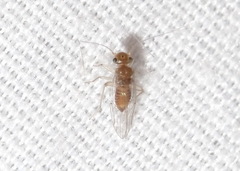 Psocomorpha