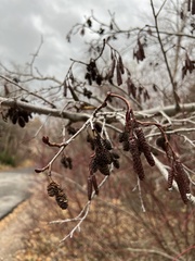 Alnus incana tenuifolia