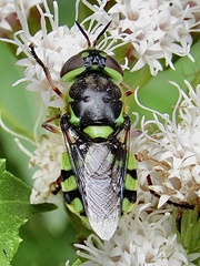 Hedriodiscus truquii