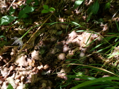 Dianthus superbus